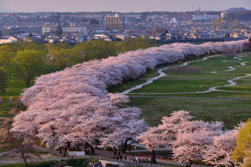 岩手県の桜の名所を巡る １度は見ておきたい東北屈指のお花見スポット4選 Skyticket 観光ガイド