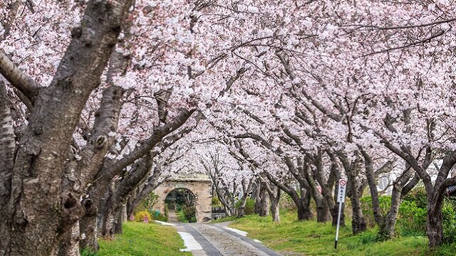 春の行楽シーズンに満喫できる人気の佐賀の観光スポット7選