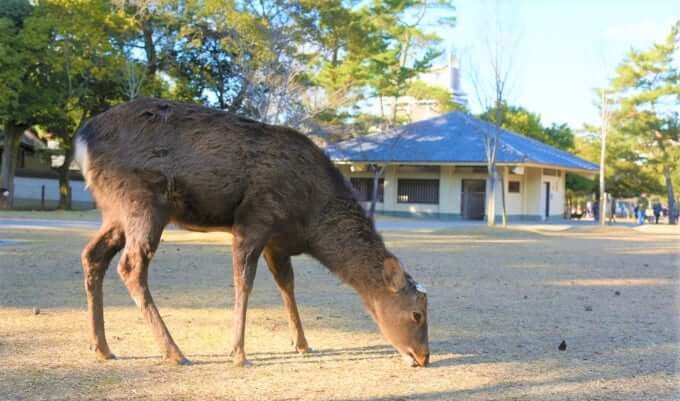 奈良公園で鹿に会える場所はここ 自然豊かな公園で癒されよう