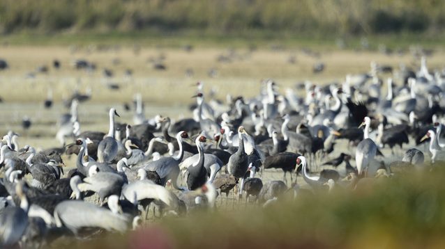 鹿児島県出水市の観光スポット9選 実はいろんな 日本一 がめじろ押し Skyticket 観光ガイド