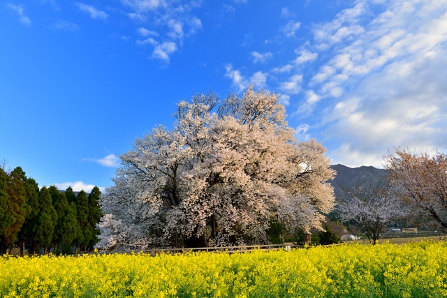 熊本県で桜の名所に出かけてみよう！お花見におすすめな桜の名所7選