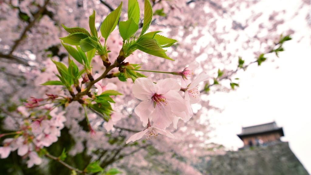 福岡県にあるオススメの桜の名所5選！福岡の歴史に寄り添う桜を見よう