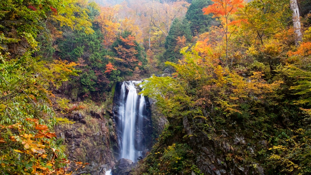 【岐阜県の秘境】10月下旬～11月上旬が見ごろ！天生峠ブナ原生林の紅葉を愛でよう