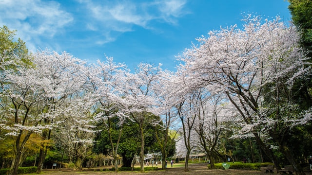 ブランド豚製品や絶品お菓子がおすすめ。神奈川県綾瀬市のおすすめ土産