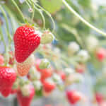 東京ストロベリーパークでは1年中いちご狩りが楽しめる