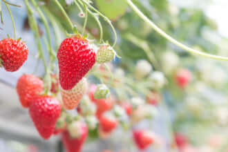 東京ストロベリーパークでは1年中いちご狩りが楽しめる