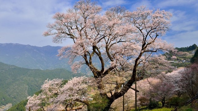高知県の桜の名所10選 公園から城址まで歴史香る見どころがいっぱい！