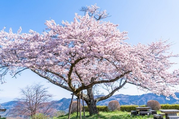 埼玉県皆野町の観光スポット11選 ココを見ずして秩父・長瀞は語れない！