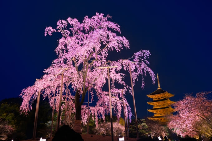 京都】夜桜ライトアップ・夜間特別拝観 2021年開催・中止情報