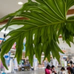 ユーグレナ石垣港離島ターミナル