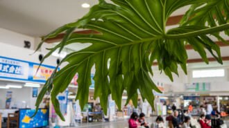 ユーグレナ石垣港離島ターミナル