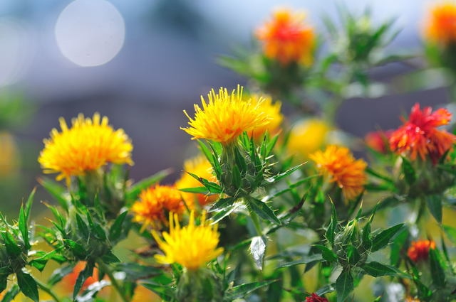 山形県河北町の行くべき魅力観光スポット5選、べに花と雛の里を楽しもう！