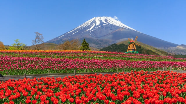 可愛らしいすそのんが見つかる静岡県裾野市のお土産を紹介！