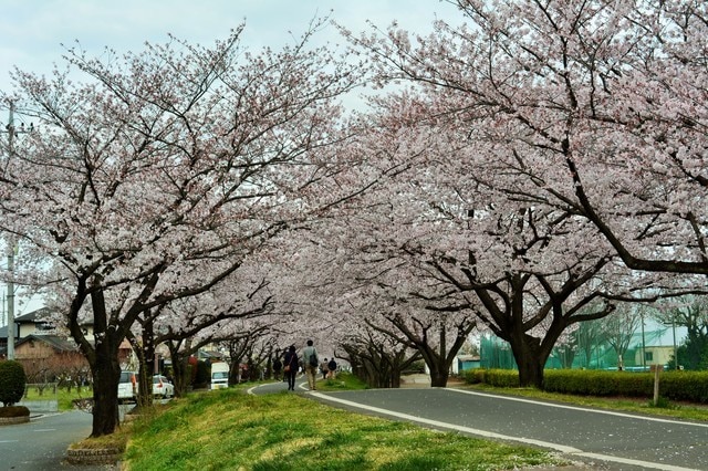 埼玉県狭山市を観光！イベント満載のまちで巡るとっておきの名所6選