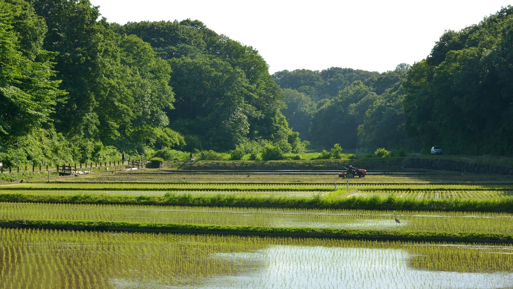 【寺家ふるさと村】ホントに横浜！？ホタルも見られる田舎スポット