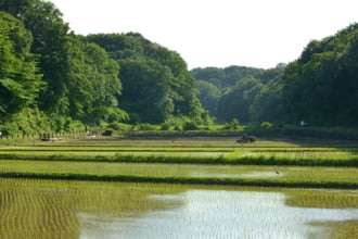 寺家ふるさと村の田んぼ