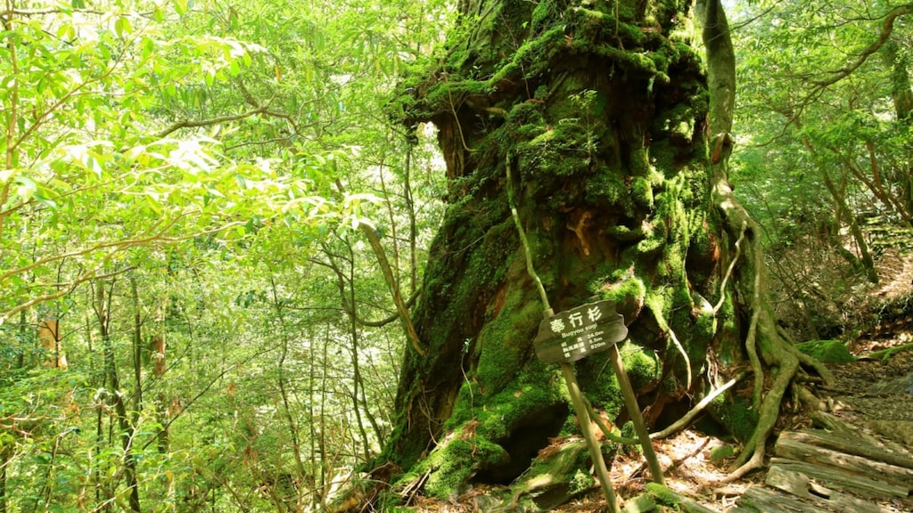 白谷雲水峡③【奉行杉コース】屋久杉と苔を楽しむ沢歩きルート