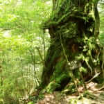 白谷雲水峡（屋久島）