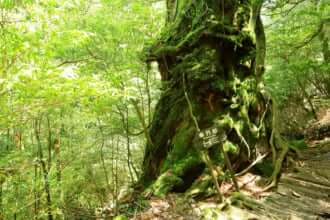 白谷雲水峡（屋久島）