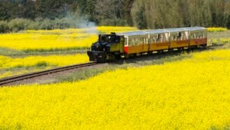 小湊鉄道　菜の花畑を走るトロッコ（千葉×春）