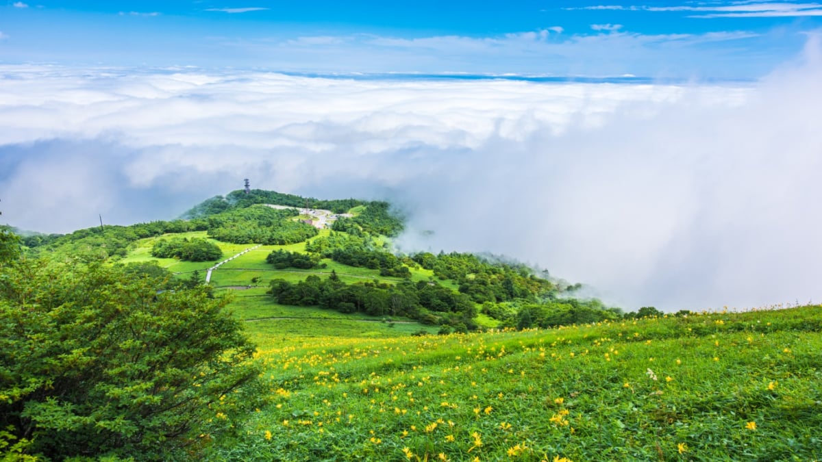 高山植物の宝庫 日光霧降高原でこれはやっておきたい おすすめ5選 Skyticket 観光ガイド