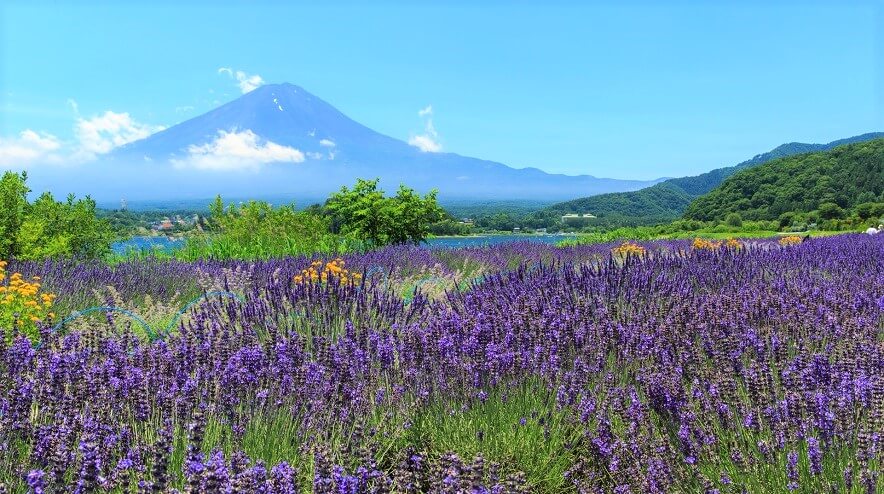 富士山の麓で開催される山梨県・富士河口湖町の魅力的なお祭り4選