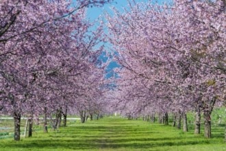 北浅羽の安行寒桜（埼玉県坂戸市）