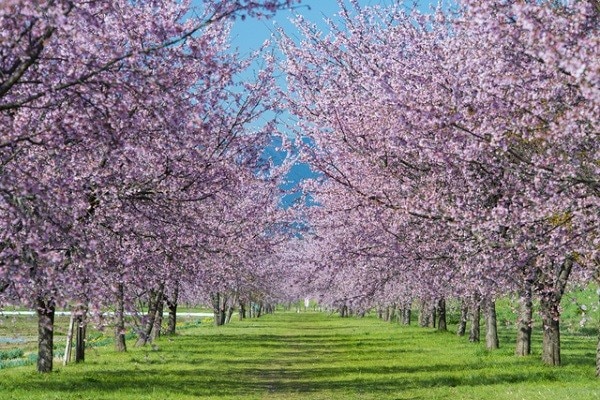 埼玉県坂戸市の観光スポット7選　桜が美しいよさこいの町を紹介！