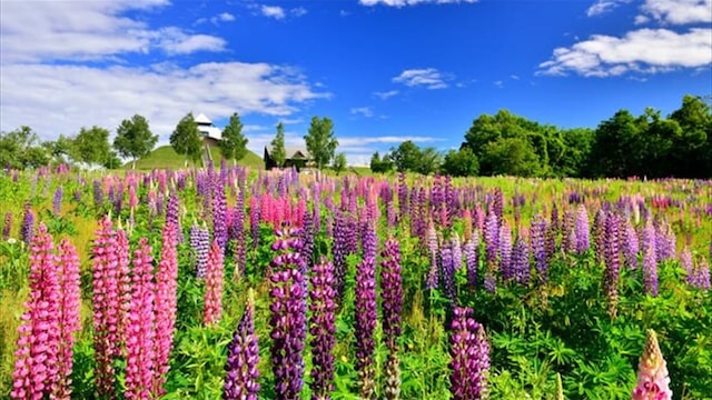 北海道の花の名所23選 圧倒的スケールのお花畑とは Skyticket 観光ガイド