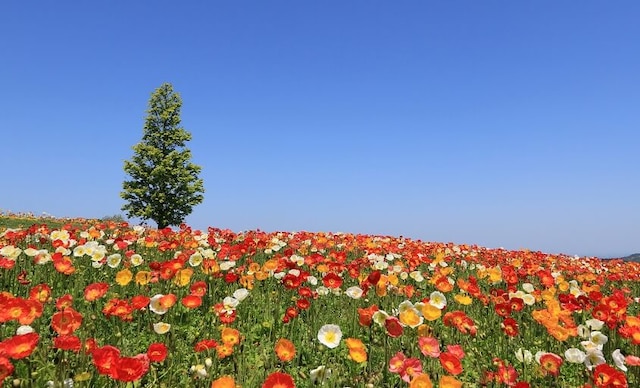 淡路島で花畑や花火を楽しもう 兵庫県淡路島の魅力的なお祭り Skyticket 観光ガイド