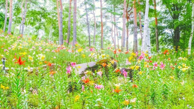 長野 諏訪郡 富士見高原リゾート花の里で花々に囲まれ大自然を満喫 Skyticket 観光ガイド