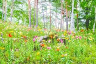 富士見高原リゾート花の里