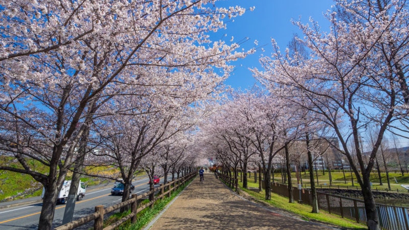 水と緑が共生する寝屋川市の自然が楽しめる観光スポット4選 – skyticket 観光ガイド