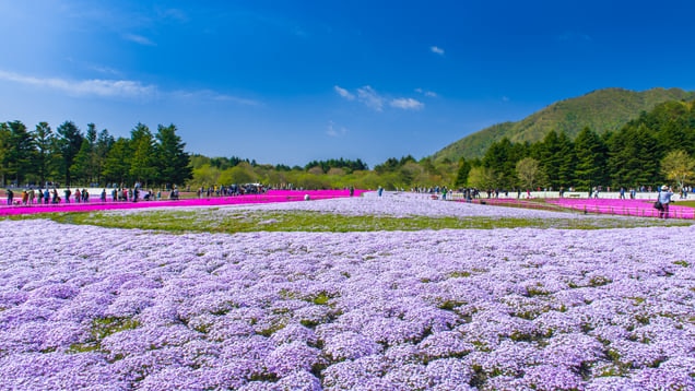 花の咲き乱れる山梨の春を楽しむならこのスポット観光地7選