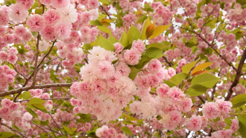 八重桜満開 栃木の桜名所6スポットへお花見に出かけよう Skyticket 観光ガイド