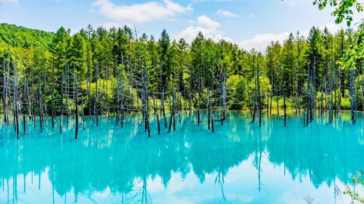 美瑛 青い池 はなぜ青い 冬の雪景色やライトアップ情報もご紹介 Skyticket 観光ガイド