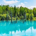 美瑛「白金青い池」