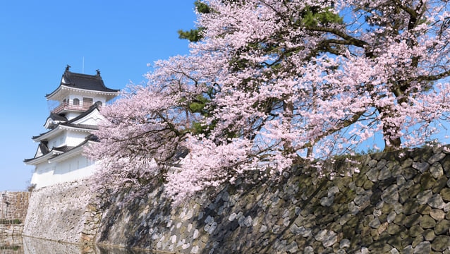 その景色が素晴らしい富山県、一押し桜の名所5選をご紹介！　