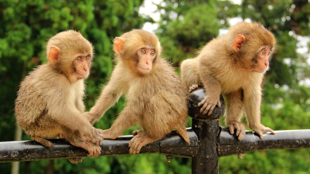 大分市の高崎山自然動物園はサルと人が間近で触れ合えるスポット