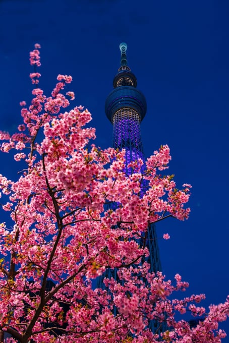 絶景 河津桜とスカイツリー 今が見ごろの早咲き桜 Skyticket 観光ガイド