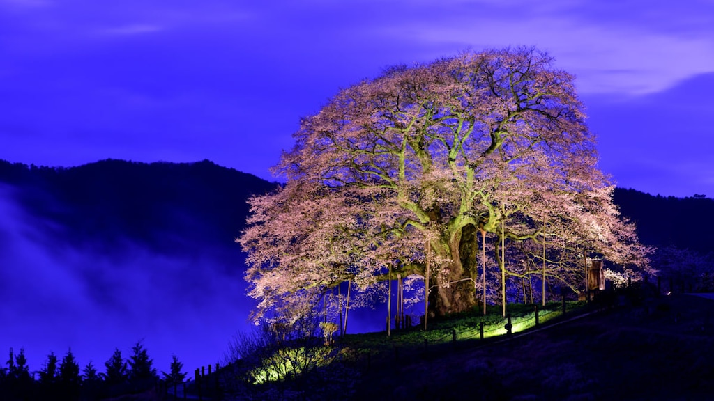 岡山県が誇る一本桜！樹齢1000年ともいわれる醍醐桜の観光案内