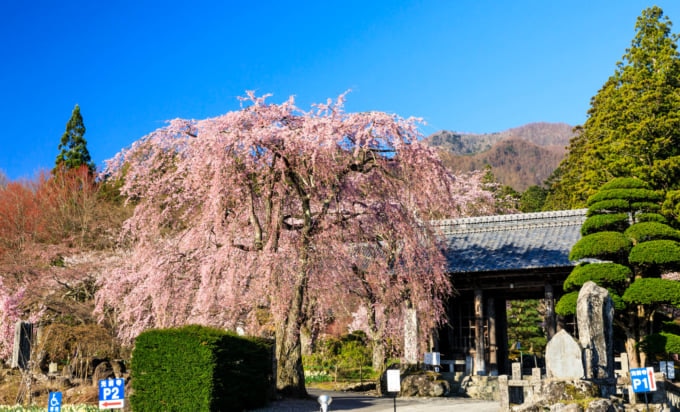光前寺 しだれ桜