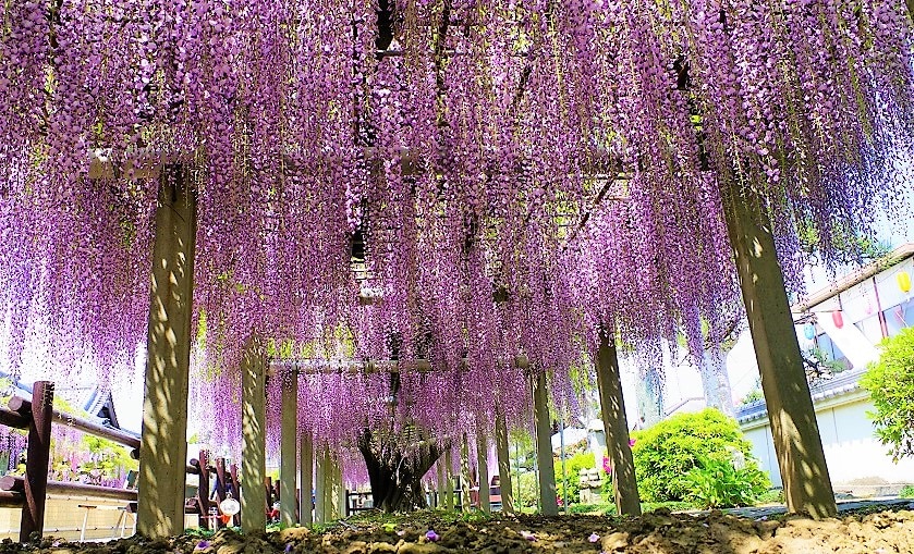 美しい藤まつりは必見！徳島県石井町のオススメのお祭りをご紹介します
