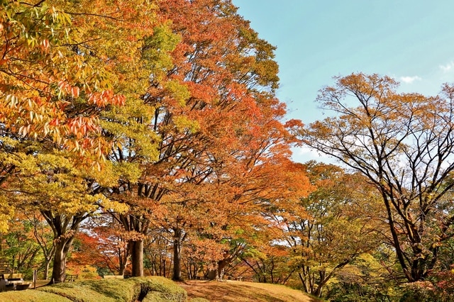 【宮城県】なまどら発祥の地！利府町でおすすめのお土産4選