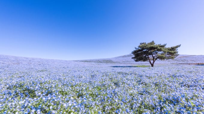 1年中楽しめる 茨城県 国営ひたち海浜公園 の魅力とは Skyticket 観光ガイド