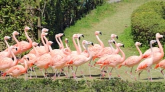 フェニックス自然動物園