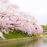 岡崎公園　桜