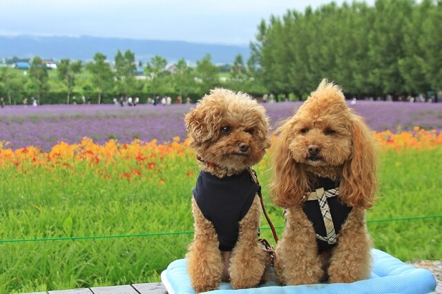 ペットと泊まれるオススメ宿4選 In富良野 Skyticket 観光ガイド