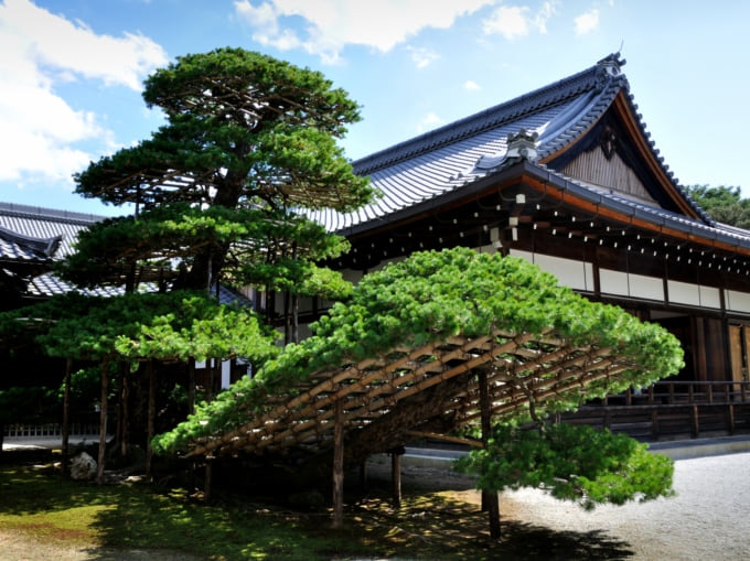 金閣寺 陸舟の松