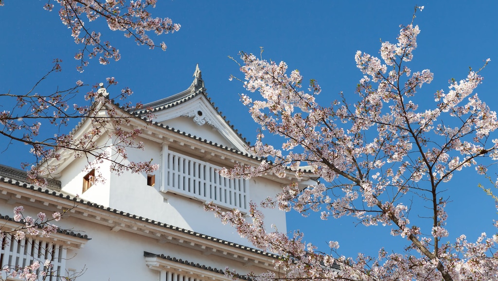 津山城の石垣と桜のコラボは必見！鶴山公園のおすすめ観光情報をご紹介